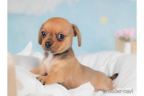 成約済の千葉県のチワックス:チワワ×ミニチュアダックスフンド-207870の3枚目